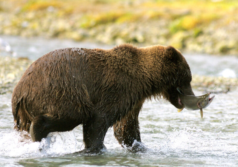 JU12, Juneau, Juneau Icefield, Wilderness and Wildlife Tours, Flightseeing, Adventure Tours, bear, Destination, Alaska, wildlife